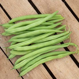 Accelerate, Bean Seeds